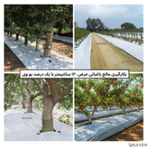مالچ پلاستیکی باغبانی عرض ۱۲۰ سانتیمتر و ضخامت ۱۰۰ میکرون با یک درصد یووی