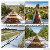 مالچ پلاستیکی باغبانی عرض ۱۲۰ سانتیمتر و ضخامت ۱۰۰ میکرون با یک درصد یووی