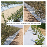 مالچ پلاستیکی باغبانی عرض ۱۲۰ سانتیمتر و ضخامت ۱۰۰ میکرون با یک درصد یووی