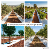 مالچ پلاستیکی باغبانی عرض ۱۰۰ سانتیمتر و ضخامت ۱۰۰ میکرون با یک درصد یووی