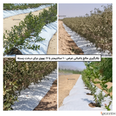 مالچ پلاستیکی باغبانی عرض ۱۰۰ سانتیمتر و ضخامت ۱۰۰ میکرون با یک درصد یووی