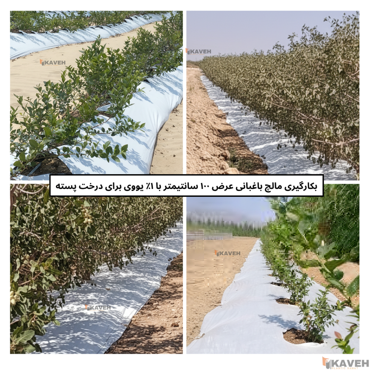 مالچ پلاستیکی باغبانی عرض ۱۰۰ سانتیمتر و ضخامت ۱۰۰ میکرون با یک درصد یووی