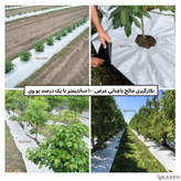 مالچ پلاستیکی باغبانی عرض ۱۰۰ سانتیمتر و ضخامت ۱۰۰ میکرون با یک درصد یووی