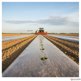 نایلون کشاورزی شفاف با ضخامت ۱۷ تا ۲۰ میکرون و عرض ۱۱۰ سانتیمتر