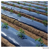 نایلون کشاورزی مشکی با ضخامت ۲۰ میکرون و عرض ۱۱۰ سانتیمتر