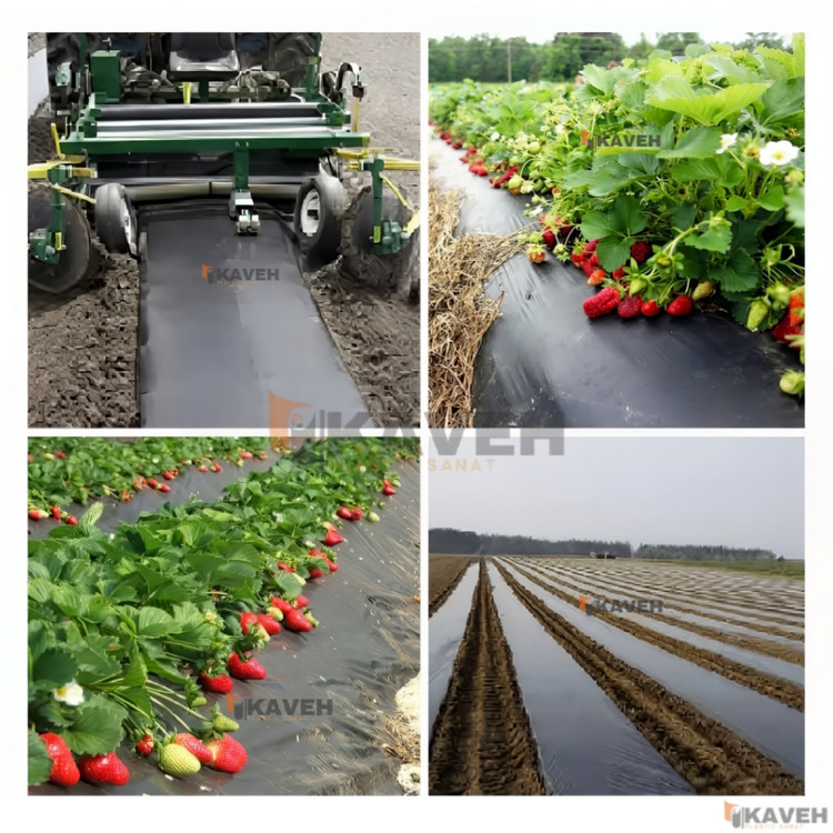 مالچ پلاستیکی کشاورزی عرض ۱2۰ سانتیمتر ضخامت 3۰ میکرون و 2 درصد یووd