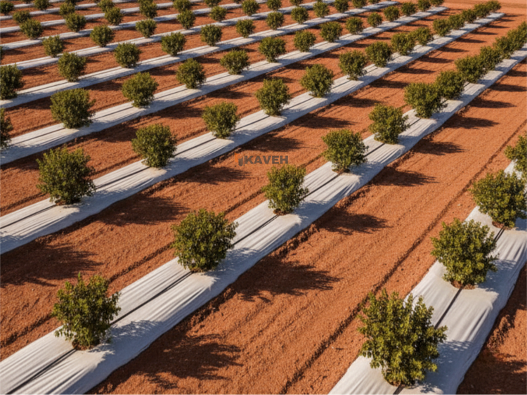 مالچ پلاستیکی باغبانی عرض 140 سانتیمتر و ضخامت 100 میکرون با 3 درصد یووی