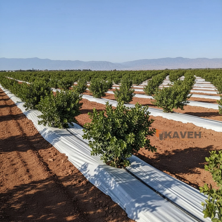 مالچ پلاستیکی باغبانی عرض 140 سانتیمتر و ضخامت 100 میکرون با 3 درصد یووی