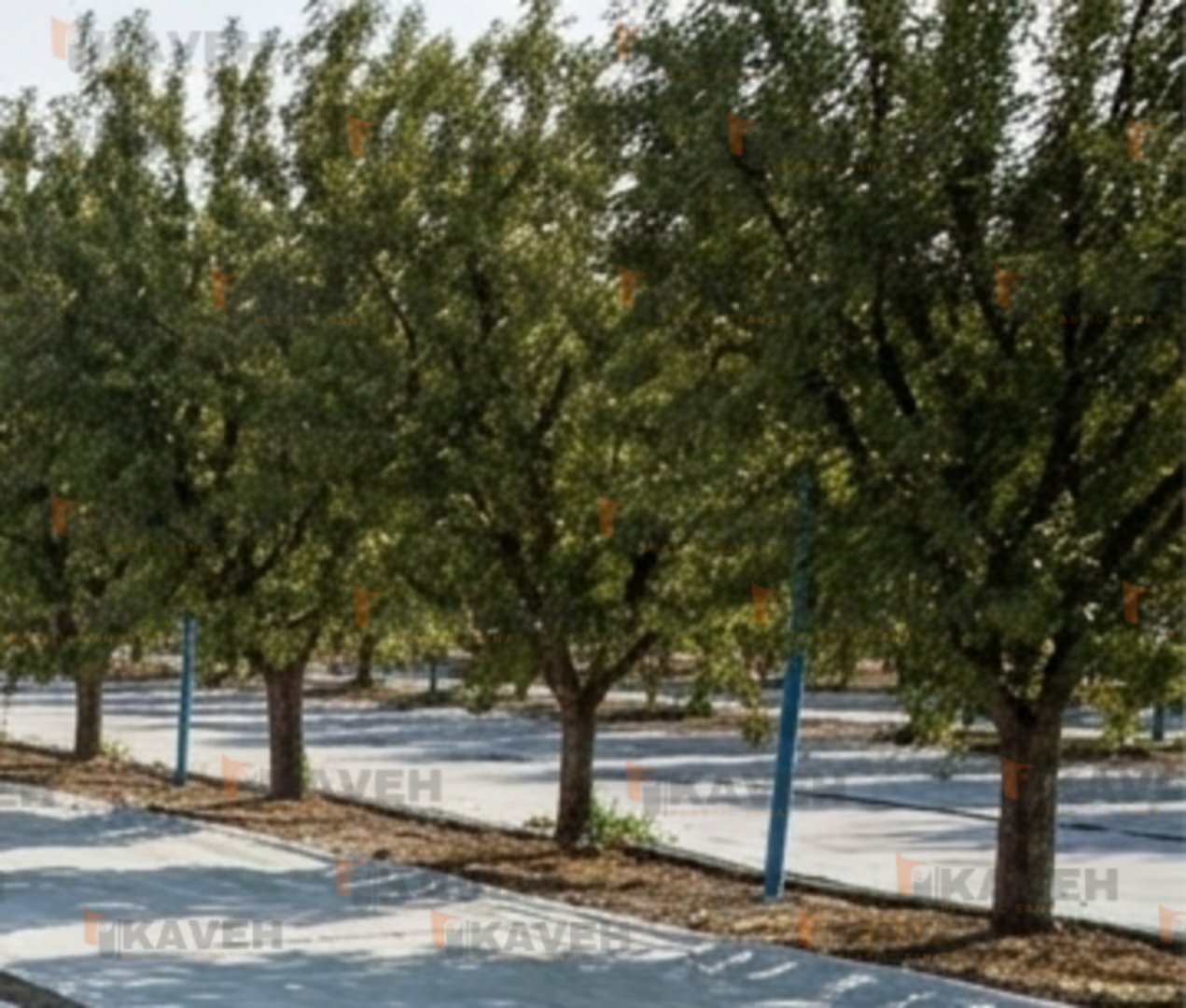 ​آبیاری غرقابی روی مالچ پلاستیکی؛ راهکار نوین برای حفظ رطوبت خاک و افزایش بهره وری
